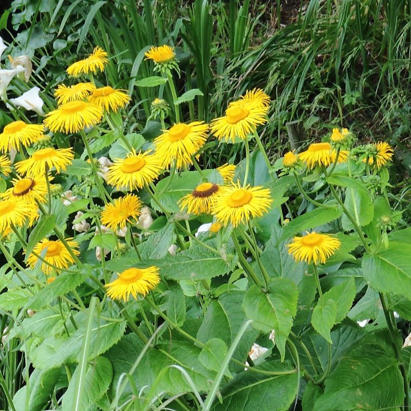 Zdjęcie rośliny: Smotrawa okazała / Telekia speciosa