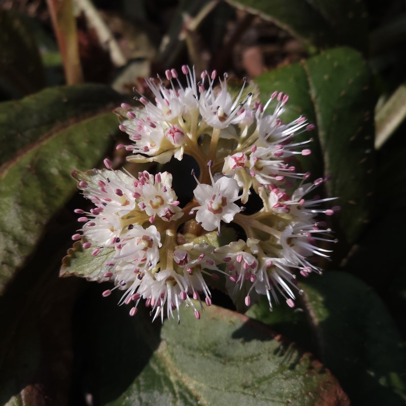 Zdjęcie rośliny: Śledziennica wielkolistna / Chrysosplenium macrophyllum f. verte