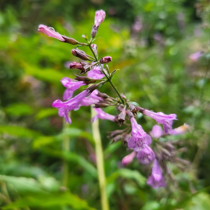 Zdjęcie rośliny: Kalaminta mniejsza (klinopodium kocimiętkowate) / Clinopodium nepeta