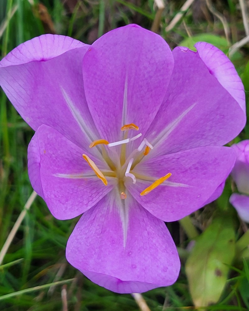 Zdjęcie rośliny: Zimowit (mix) / Colchicum