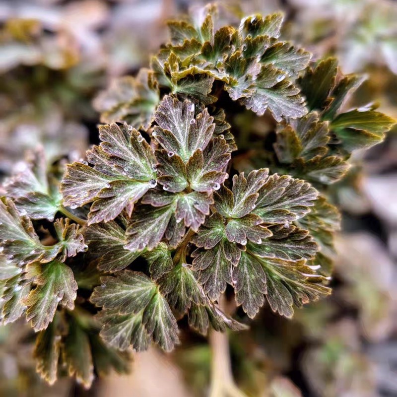 Zdjęcie rośliny: Kokorycz / Corydalis ellipticarpa „Anetka”