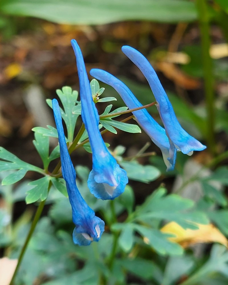 Zdjęcie rośliny: Kokorycz pogięta / Corydalis flexuosa Craighton Blue