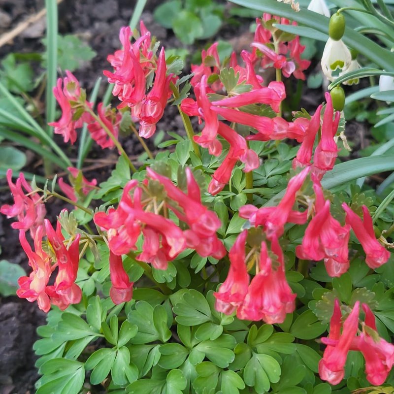 Zdjęcie rośliny: Kokorycz pełna − kwiat czerwony / Corydalis solida hybr.