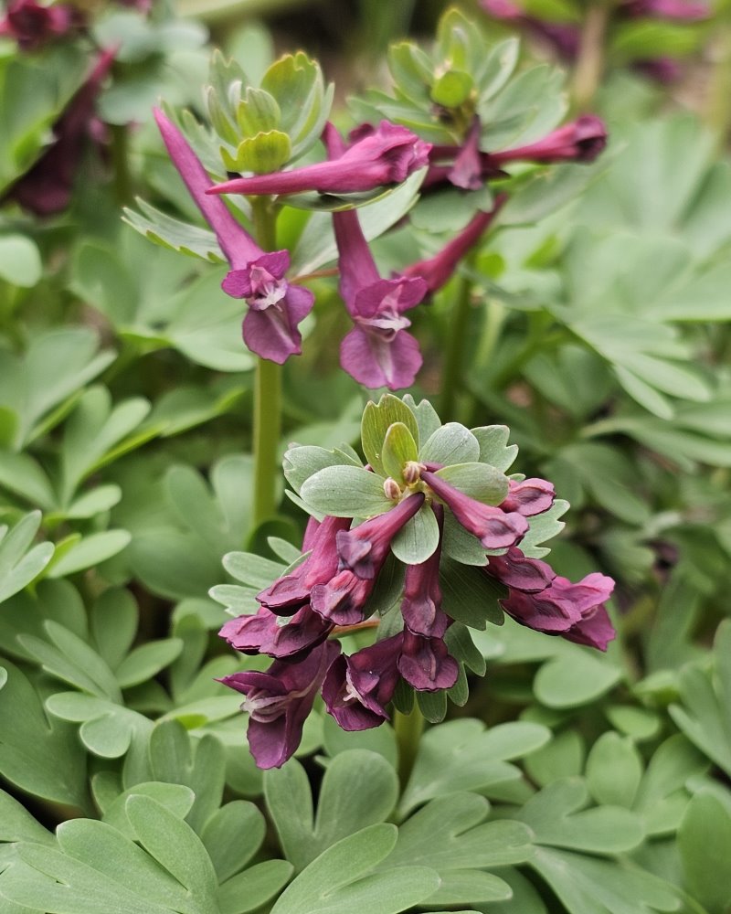 Zdjęcie rośliny: Kokorycz pełna / Corydalis solida Purple Bird