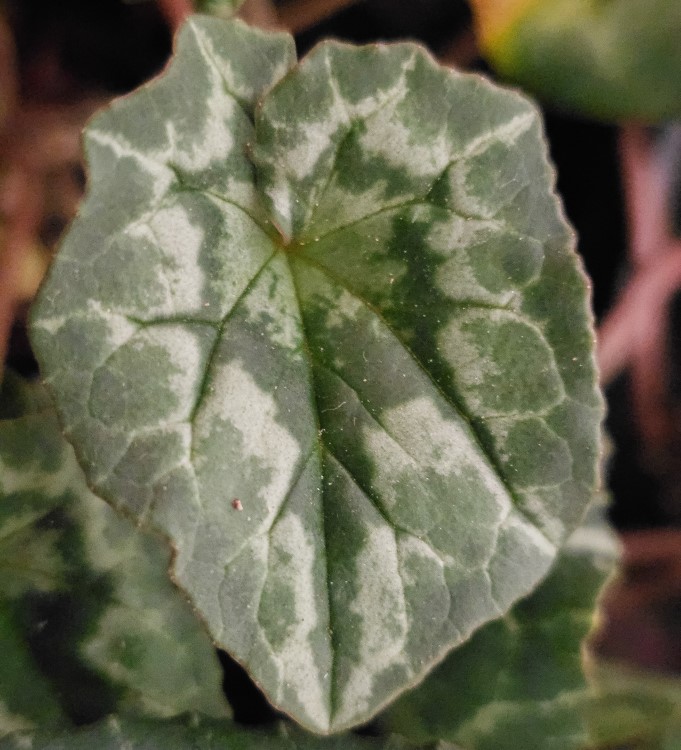 Zdjęcie rośliny: Cyklamen bluszczolistny / Cyclamen hederifolium
