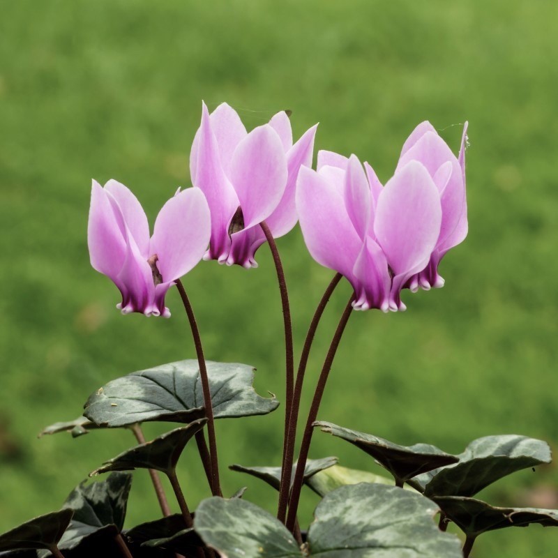 Zdjęcie rośliny: „Cyklamen bluszczolistny / Cyclamen hederifolium”