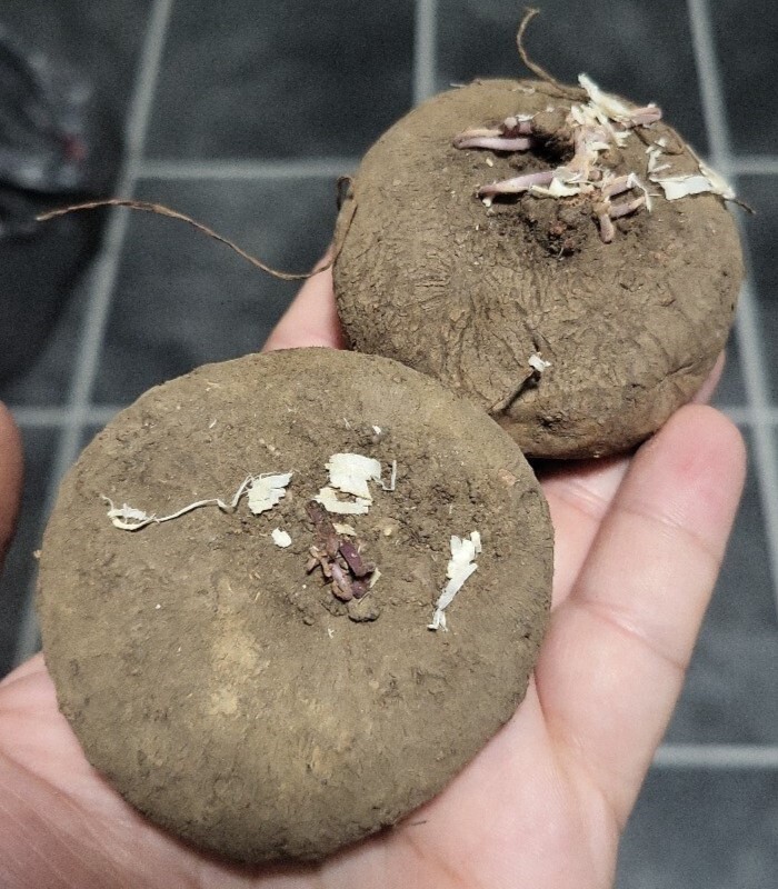 Zdjęcie rośliny: Cyklamen bluszczolistny / Cyclamen hederifolium