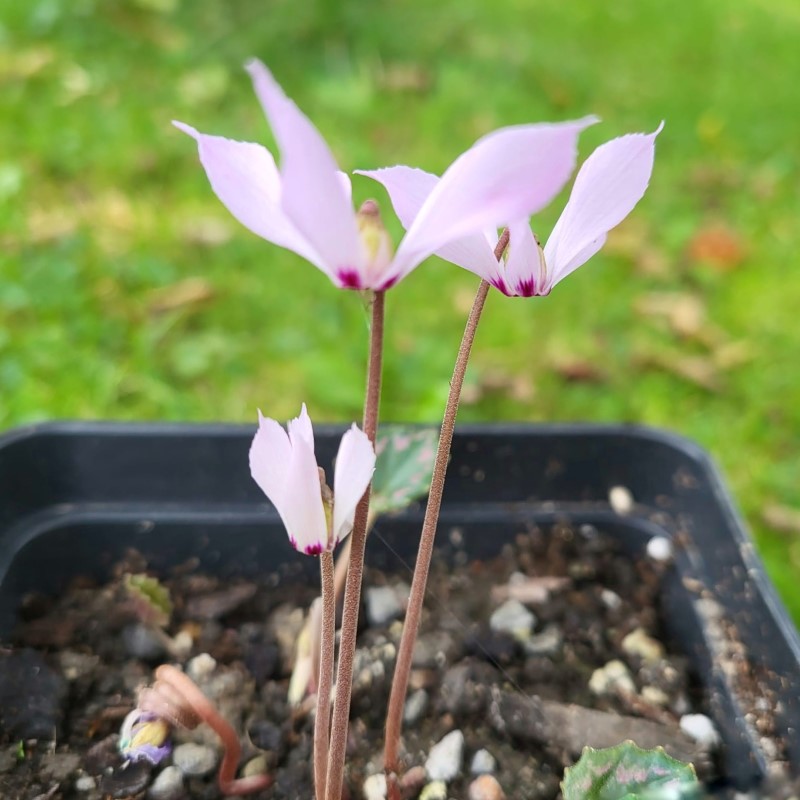 Zdjęcie rośliny: „Cyklamen przedziwny różowy / Cyclamen mirabile f. mirabile”