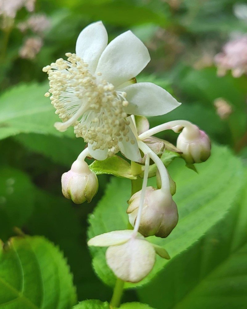 Zdjęcie rośliny: „Dejnante białe (Pięknokwiat dwudzielny) / Deinanthe bifida”