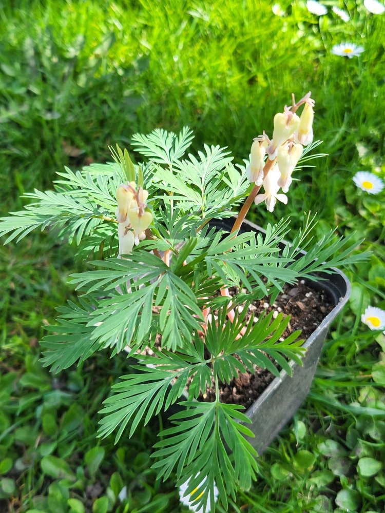 Zdjęcie rośliny: Serduszka kanadyjska / Dicentra canadensis