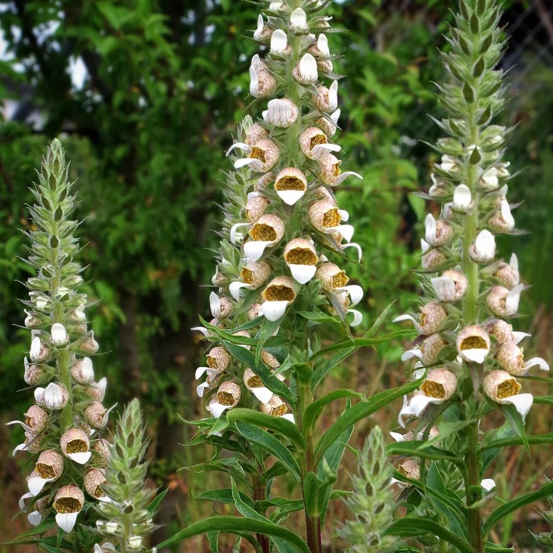 Zdjęcie rośliny: Naparstnica trojańska / Digitalis trojana