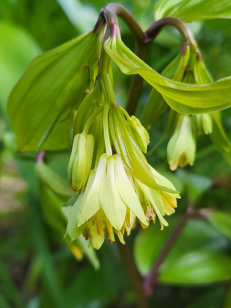 Zdjęcie rośliny: Parnik Bodiniera / Disporum bodinieri