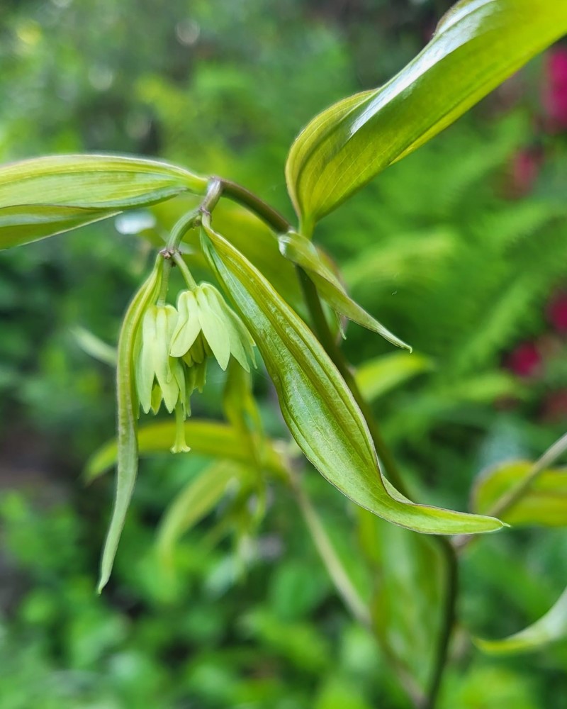 Zdjęcie rośliny: Parnik / Disporum longistylum (cantoniense) Green Giant