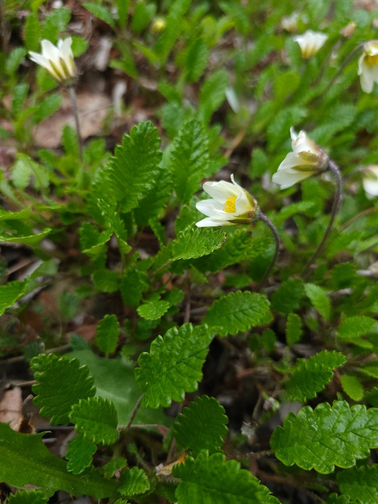 Zdjęcie rośliny: Dębik ośmiopłatkowy / Dryas octopetala