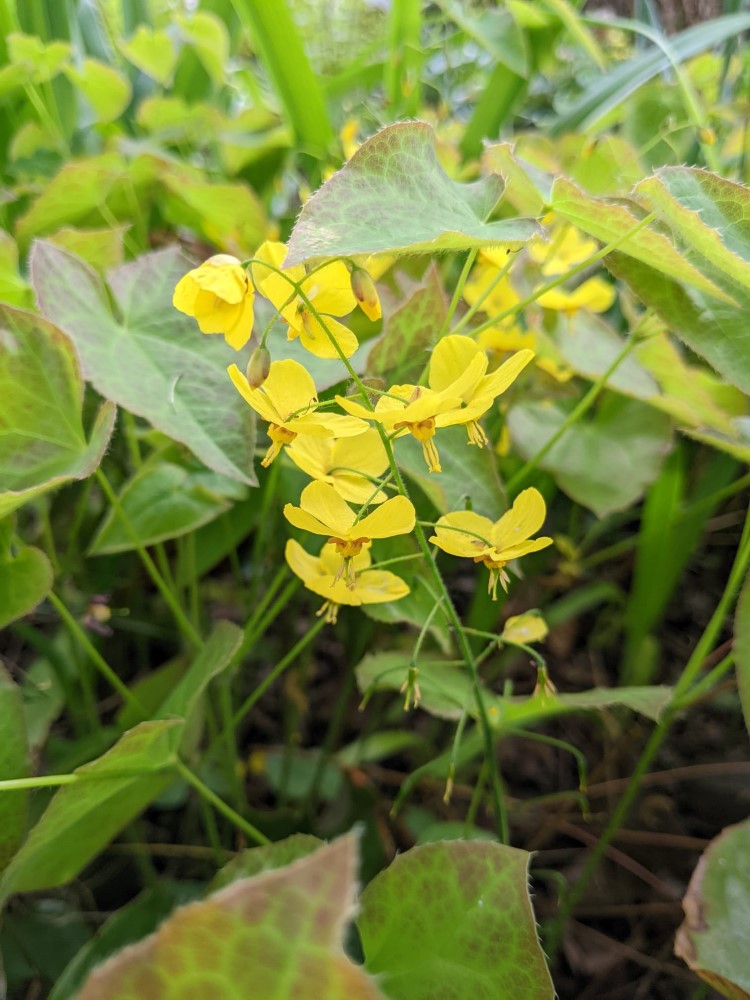 Zdjęcie rośliny: Epimedium Frohnleiten