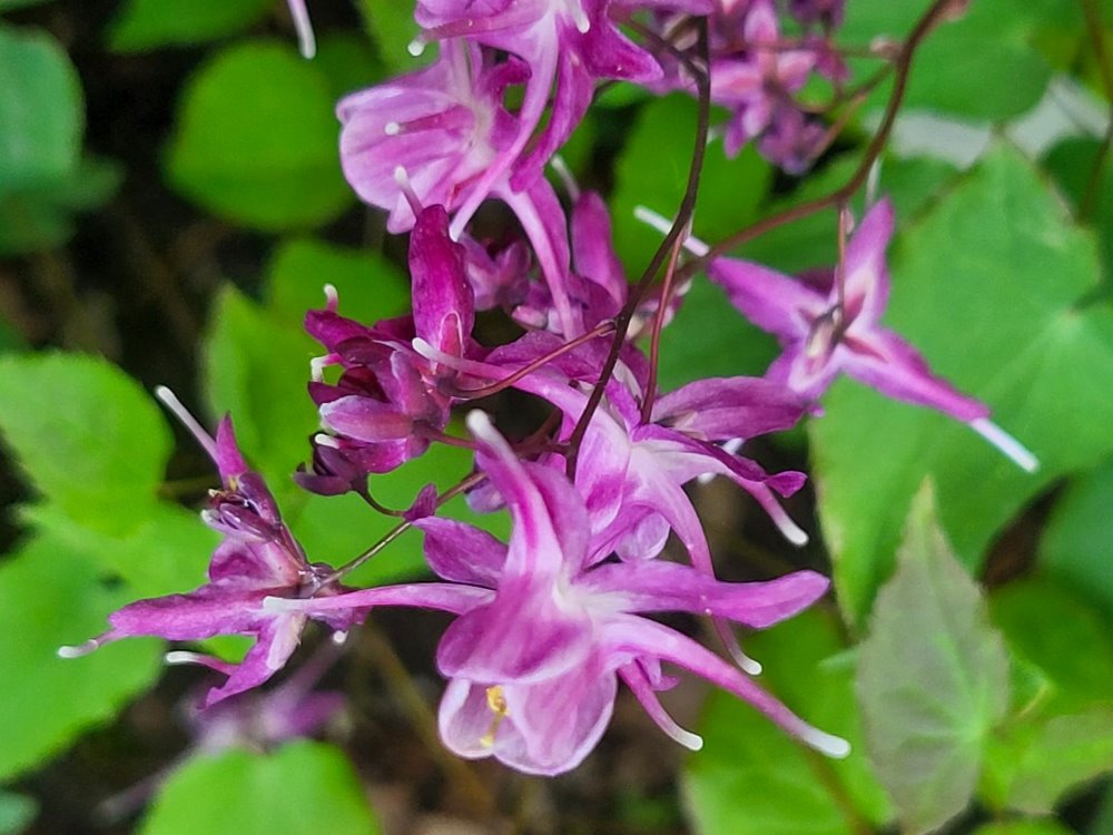 Zdjęcie rośliny: Epimedium wielkokwiatowe / Epimedium grandiflorum Lilafee