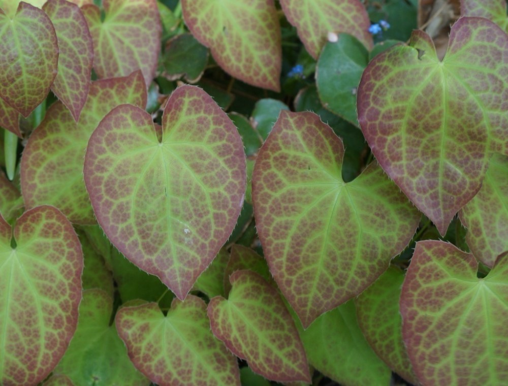 Zdjęcie rośliny: Epimedium czerwone / Epimedium rubrum