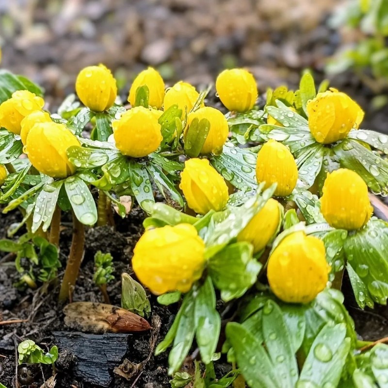 Zdjęcie rośliny: Rannik zimowy / Eranthis hyemalis