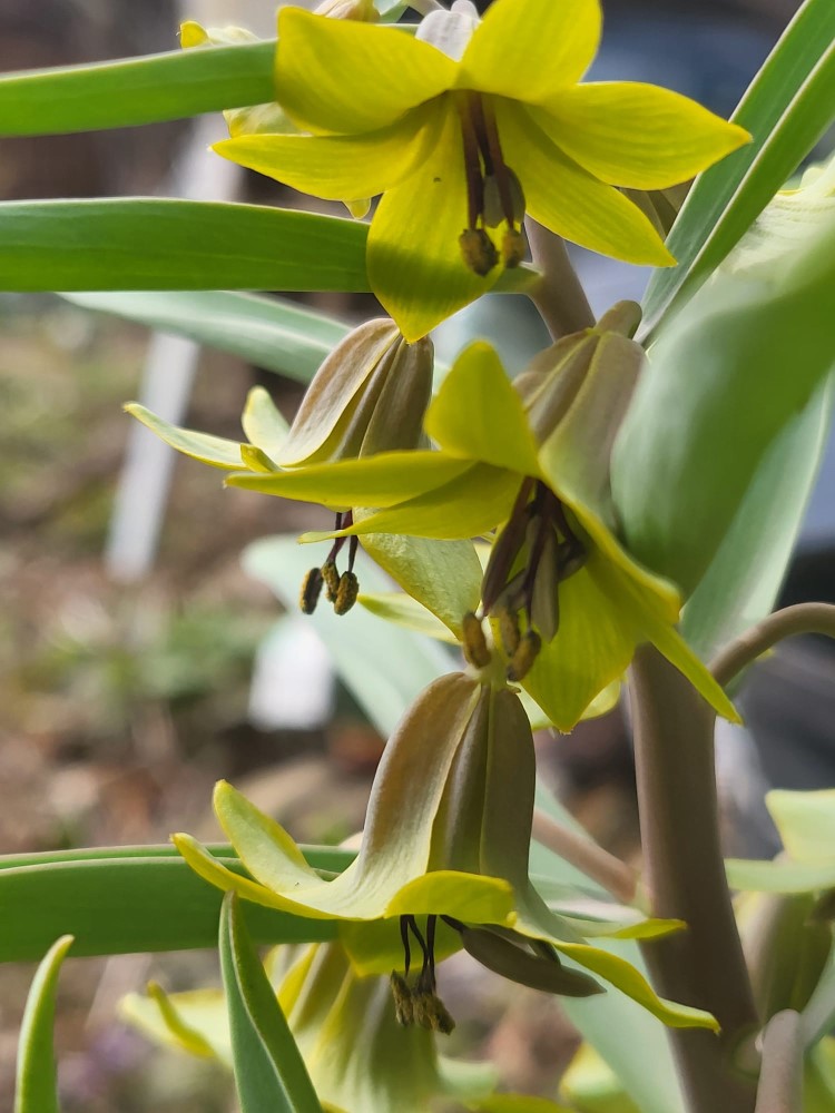 Zdjęcie rośliny: Szachownica / Fritillaria sewerzowii Green Eyes