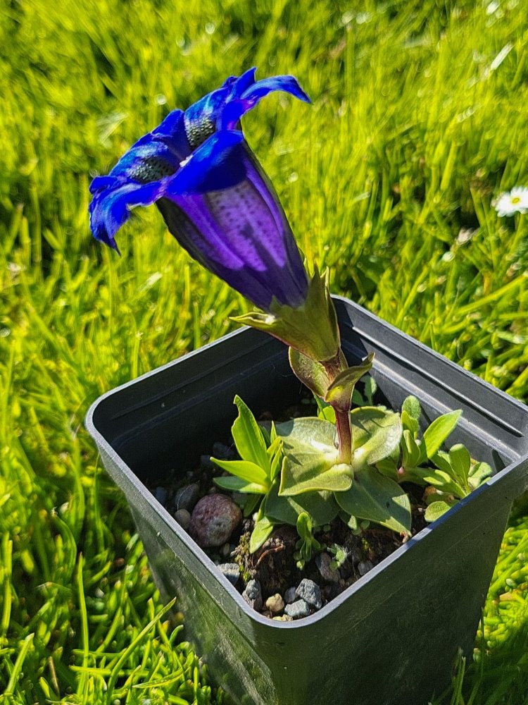 Zdjęcie rośliny: Goryczka bezłodygowa / Gentiana acaulis