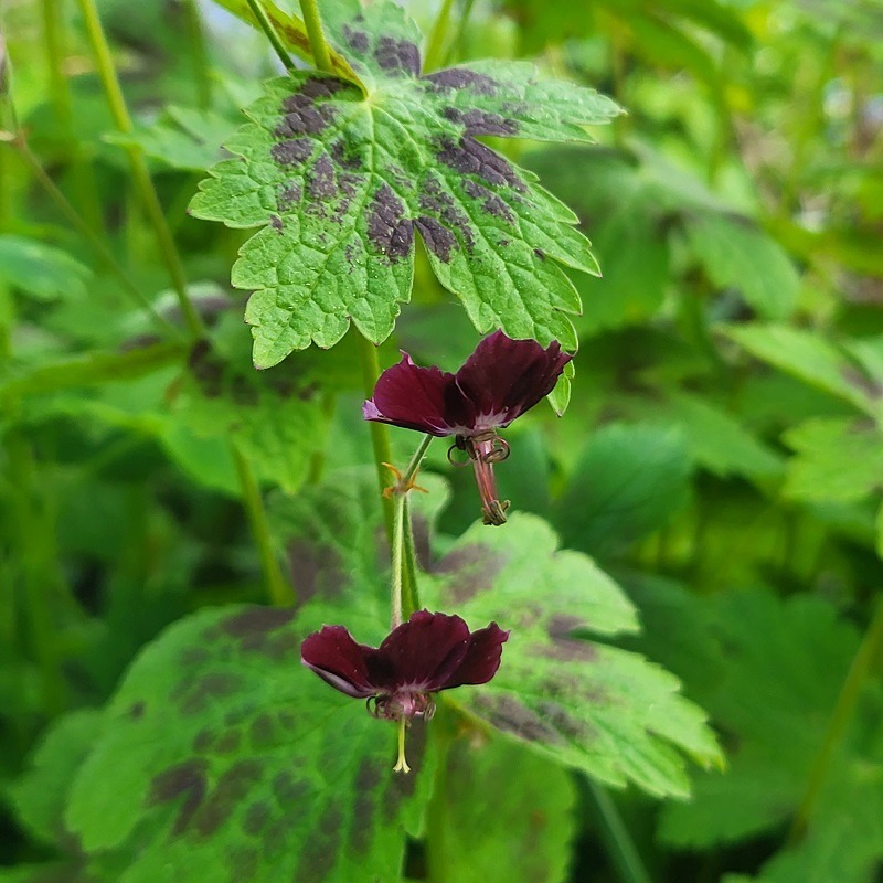 Zdjęcie rośliny: Bodziszek żałobny / Geranium phaeum Samobor