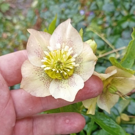 Zdjęcie rośliny: Ciemiernik hybr. (miks kolorów) / Helleborus