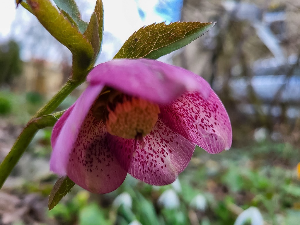 Zdjęcie rośliny: Ciemiernik hybr. (miks kolorów) / Helleborus