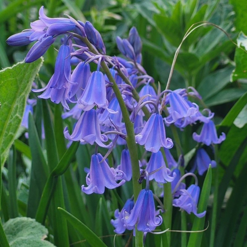 Zdjęcie rośliny: Hiacyntowiec hiszpański (dzwonkowaty) / Hyacinthoides hispanica