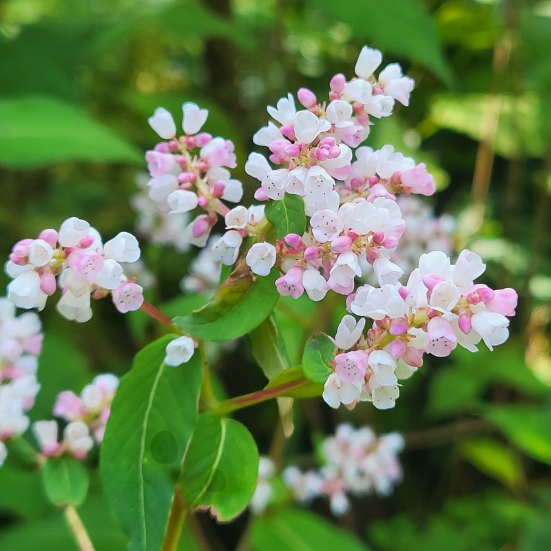 Zdjęcie rośliny: Rdest dzwonkowaty / Koenigia (Persicaria) campanulata