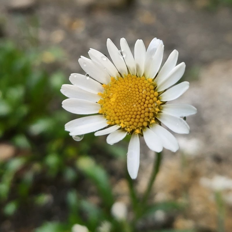 Zdjęcie rośliny: Jastrun ciemny / Leucanthemum atratum ssp. halleri