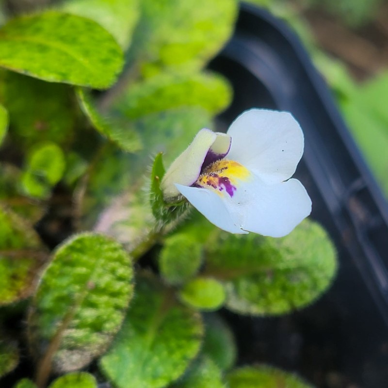 Zdjęcie rośliny: Mazus korzeniowy / Mazus radicans