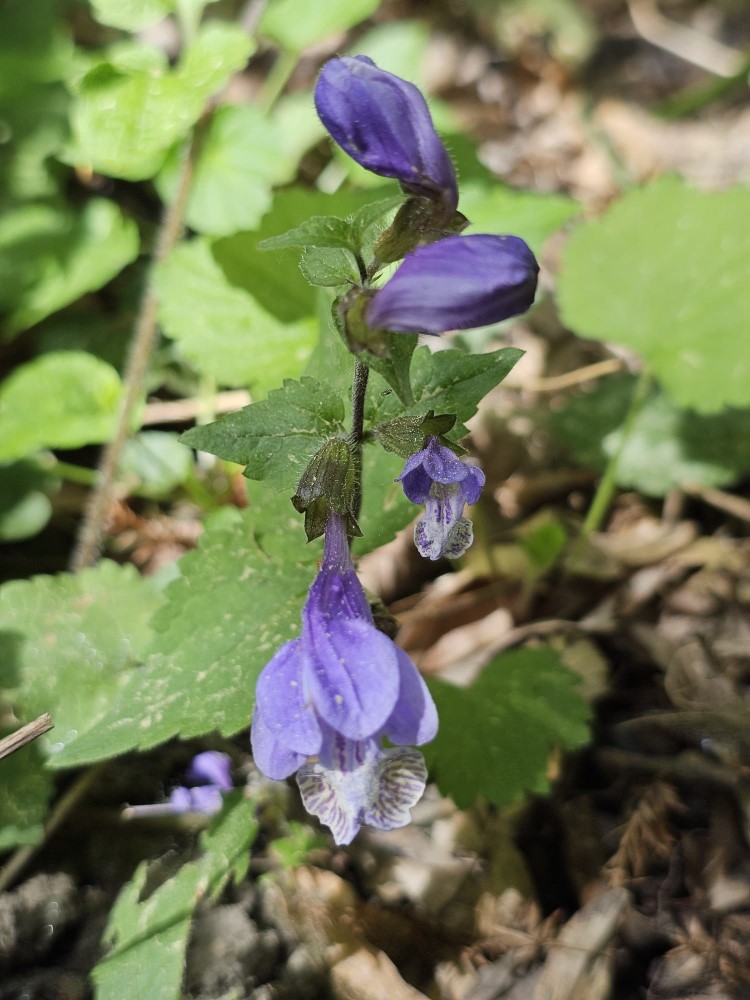 Zdjęcie rośliny: Mehania pokrzywolistna / Meehania urticifolia