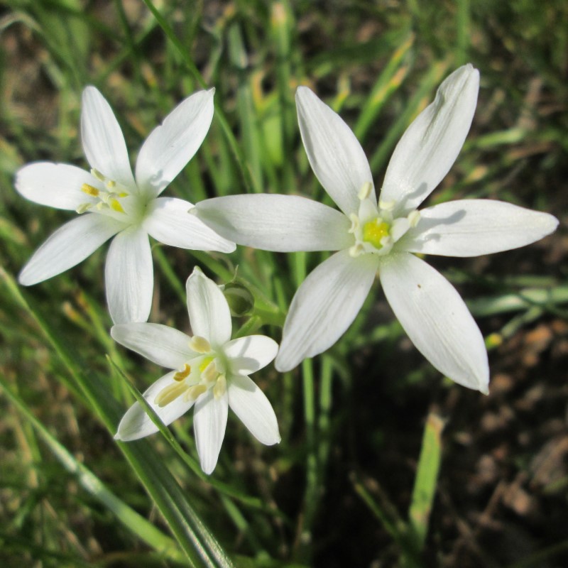 Zdjęcie rośliny: Śniedek baldaszkowaty (30 cebulek) / Ornithogalum umbellatum
