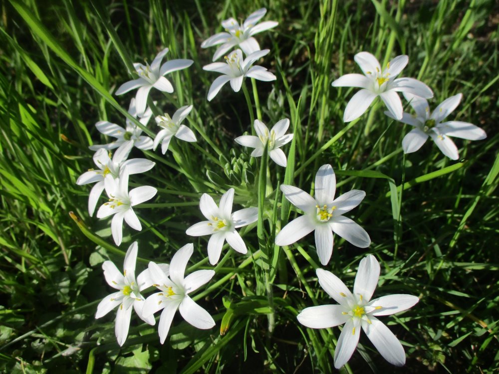 Zdjęcie rośliny: Śniedek baldaszkowaty (30 cebulek) / Ornithogalum umbellatum