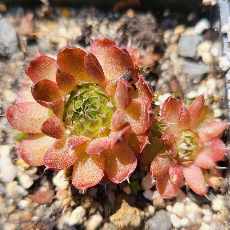 Zdjęcie rośliny: Rojnikowiec / Orostachys Strawberry Spring