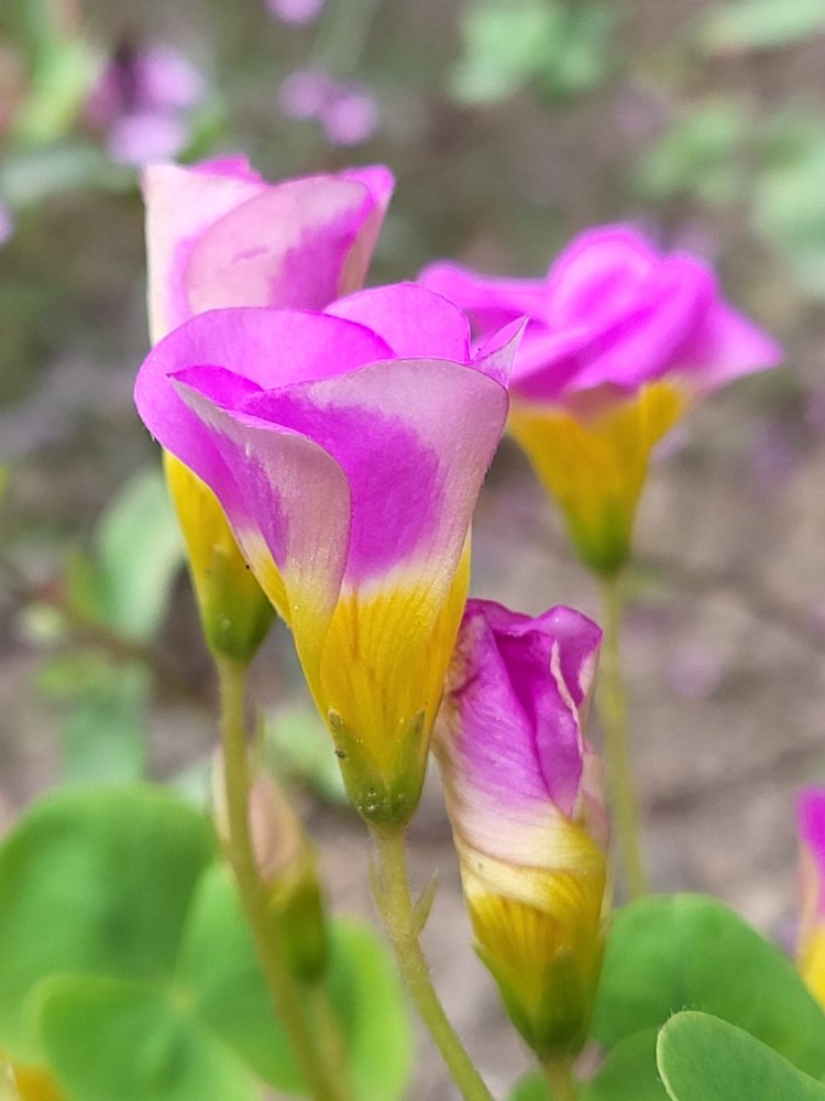 Zdjęcie rośliny: Szczawik / Oxalis depressa