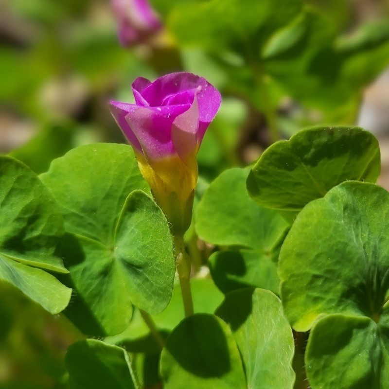 Zdjęcie rośliny: Szczawik / Oxalis depressa