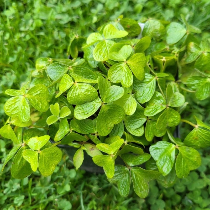 Zdjęcie rośliny: Szczawik Griffitha różowy półpełny / Oxalis griffithii Rosea Double