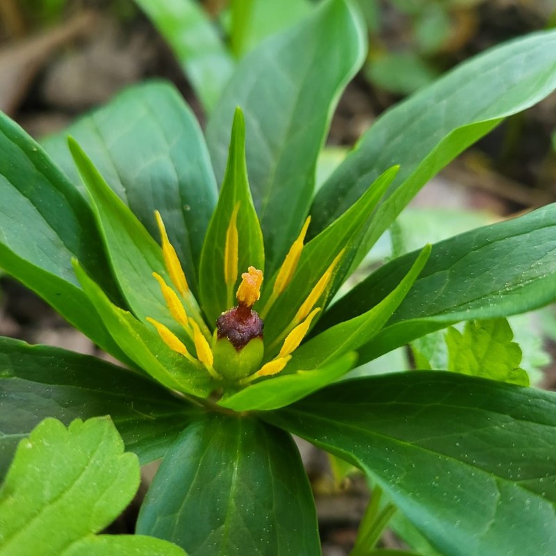 Zdjęcie rośliny: Czworolist wielolistny / Paris polyphylla