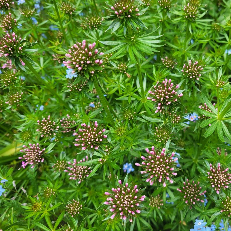 Zdjęcie rośliny: Kozłówka długoszyjkowa / Phuopsis stylosa
