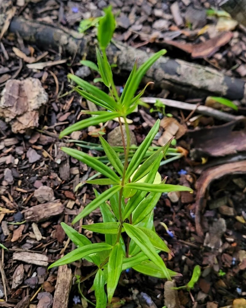 Zdjęcie rośliny: Kokoryczka / Polygonatum cirrhifolium