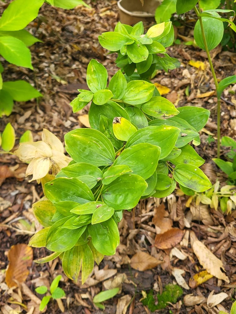 Zdjęcie rośliny: Kokoryczka wonna / Polygonatum odoratum crispa