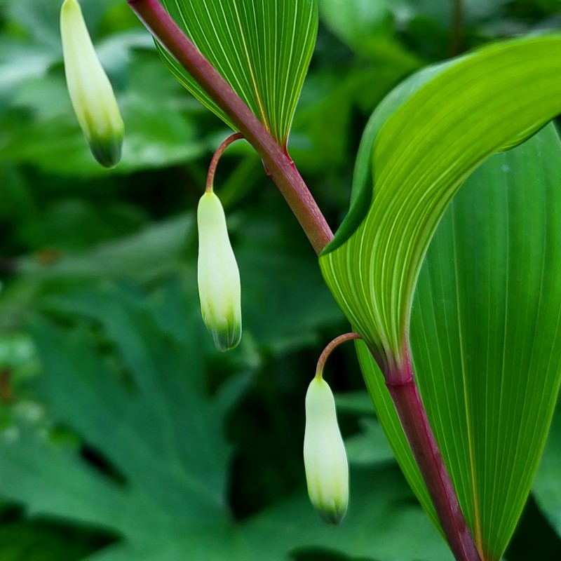 Zdjęcie rośliny: Kokoryczka wonna / Polygonatum odoratum Homura