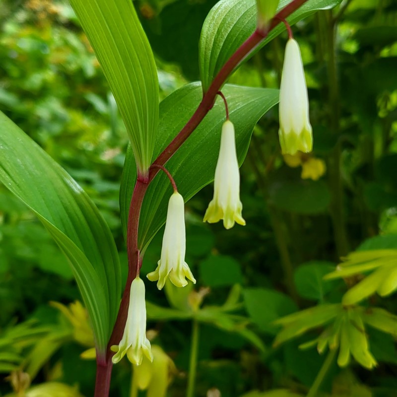 Zdjęcie rośliny: Kokoryczka wonna / Polygonatum odoratum Homura