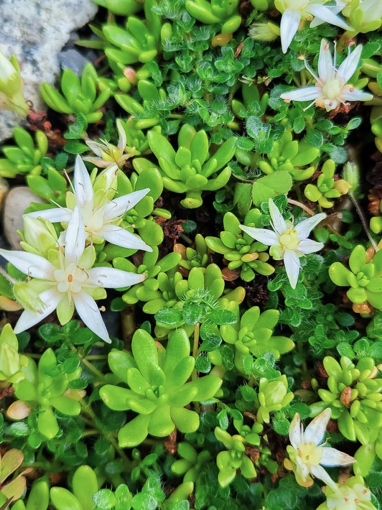 Zdjęcie rośliny: Różeniec / Rhodiola trollii