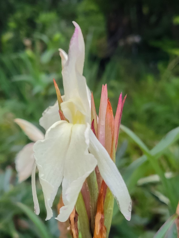 Zdjęcie rośliny: Roskea / Roscoea x beesiana