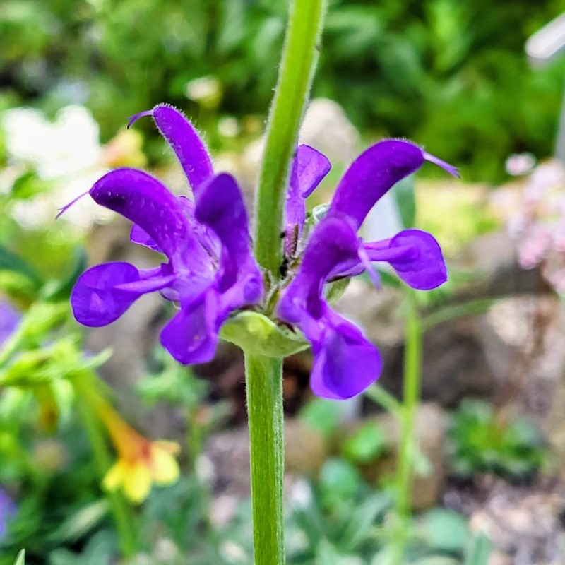 Zdjęcie rośliny: Szałwia / Salvia canescens