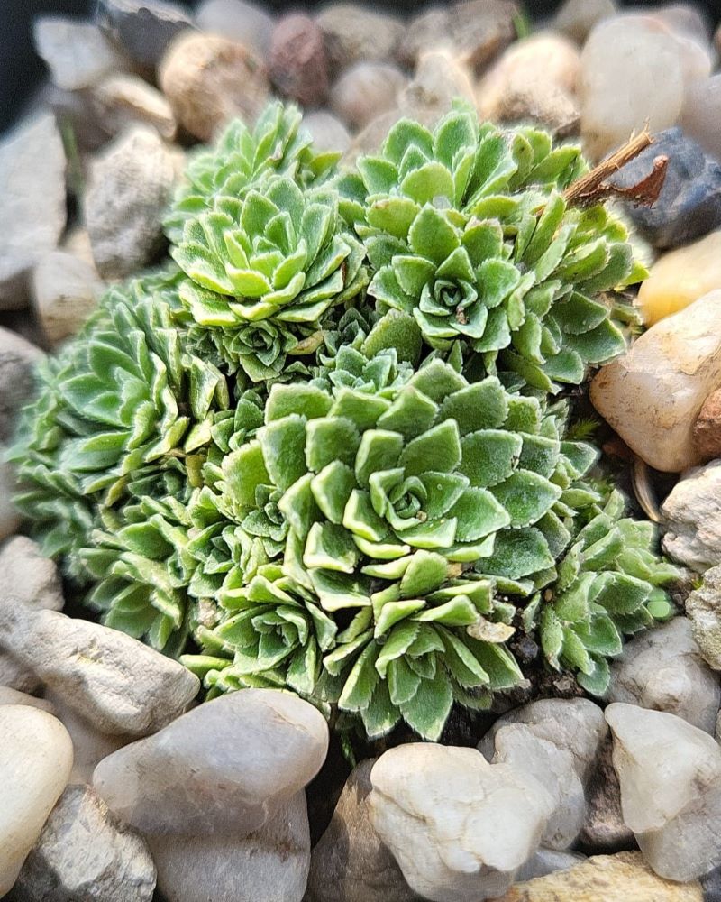 Zdjęcie rośliny: Skalnica / Saxifraga Alexandre Dumas