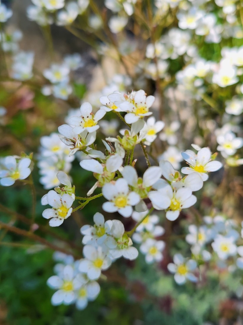Zdjęcie rośliny: Skalnica obrzeżona / Saxifraga marginata f. purpurea