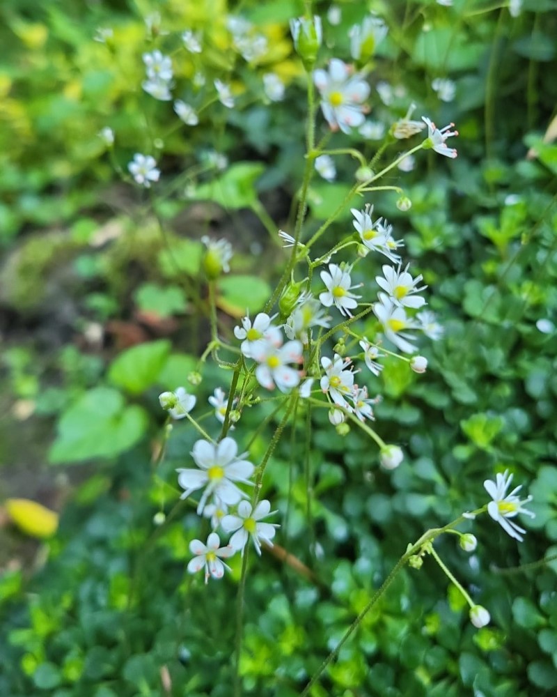 Zdjęcie rośliny: Skalnica cienista / Saxifraga x urbium var. primuloides